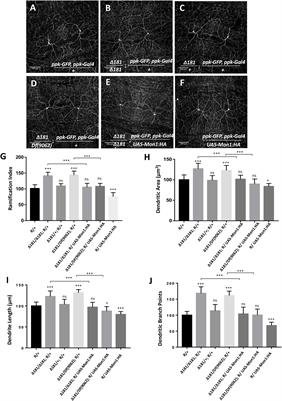 Monensin Sensitive 1 Regulates Dendritic Arborization in Drosophila by Modulating Endocytic Flux